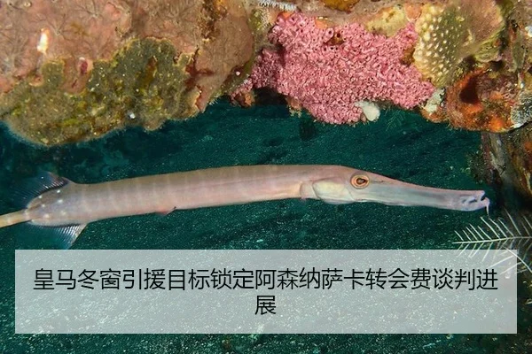 皇马冬窗引援目标锁定阿森纳萨卡转会费谈判进展